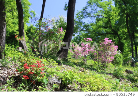 2021 Green and red and pink azaleas in the forest in the blue sky that colors the village of Aigo in Hatoyama Town, Saitama Prefecture, which was selected as the happiest town in Japan. 2021 Green and red and pink azaleas in the forest in the blue sky that colors the village of Aigo in Hatoyama Town, Saitama Prefecture, which was selected as the happiest town in Japan. 90533749