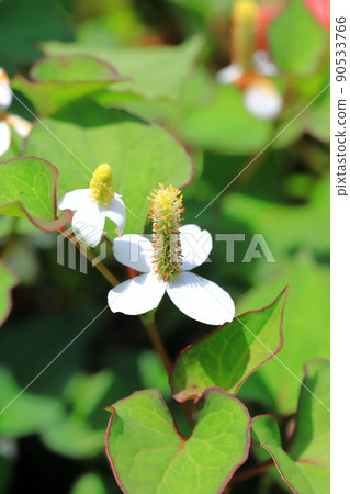 White Houttuynia cordata flower (inflorescence that has become longer) White Houttuynia cordata flower (inflorescence that has become longer) 90533766