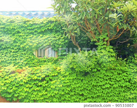 Eco-house A house covered with ivy [horizontal composition] 90533807