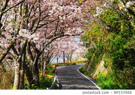 Yashiro Island Gojo Senbon Sakura Tunnel Road 90533988