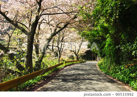 Road along the coast of Gojo Senbon Sakura on Yashiro Island Road along the coast of Gojo Senbon Sakura on Yashiro Island 90533992