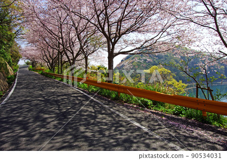 八代島五條千本櫻花沿海路 90534031