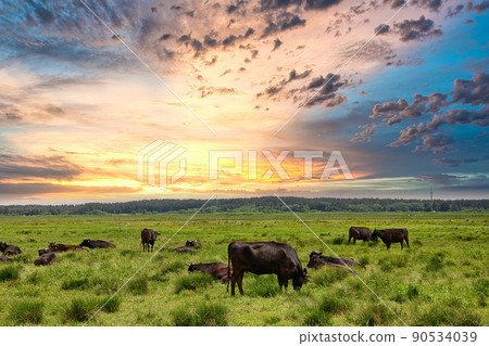 Japanese beef 90534039