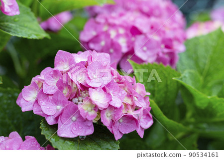 雨和繡球花 90534161
