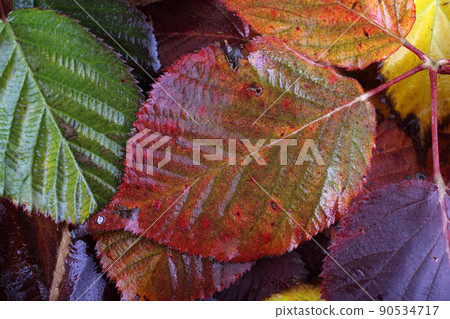 Autumn leaves 90534717
