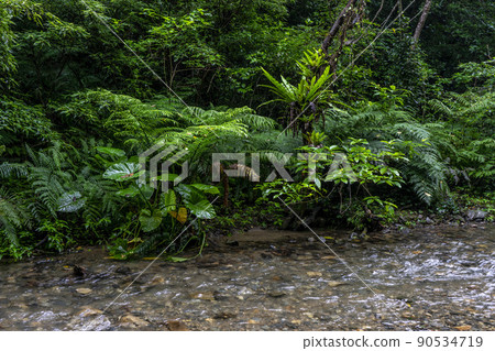 奄美世界自然遺產森林 90534719