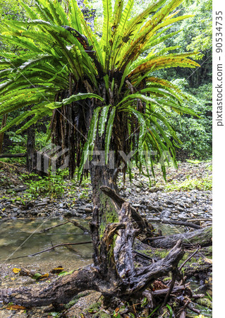 Amami World Natural Heritage Forest Amami World Natural Heritage Forest 90534735