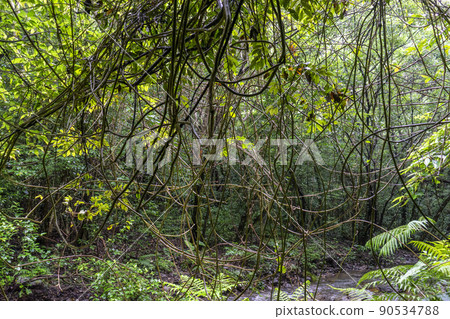 Amami World Natural Heritage Forest Amami World Natural Heritage Forest 90534788