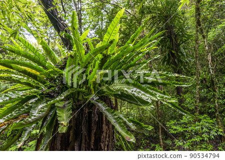 奄美世界自然遺產森林 奄美世界自然遺產森林 90534794