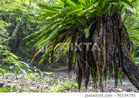 奄美世界自然遺產森林 90534795