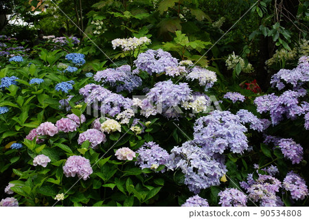 Hydrangea Hydrangea macrophylla 90534808