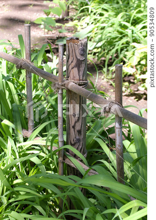 Plants, fences, guards, leaves, greenery, nature, bamboo poles, bamboo, outdoors 90534809
