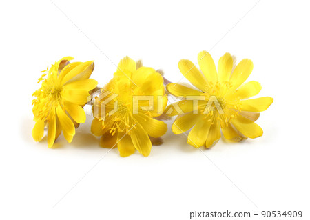 Adonis amurensis. Far eastern snowdrop 90534909