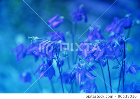 Beautiful spring nature. Blossoming flowers in a garden. Blue colored 90535016