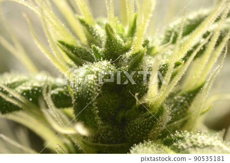 Medical cannabis bud blossoming, trichomes in the inflorescence of the plant visible Medical cannabis bud blossoming, trichomes in the inflorescence of the plant visible 90535181