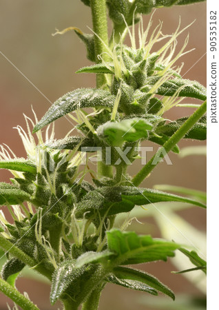 Medical cannabis bud blossoming, trichomes in the inflorescence of the plant visible Medical cannabis bud blossoming, trichomes in the inflorescence of the plant visible 90535182