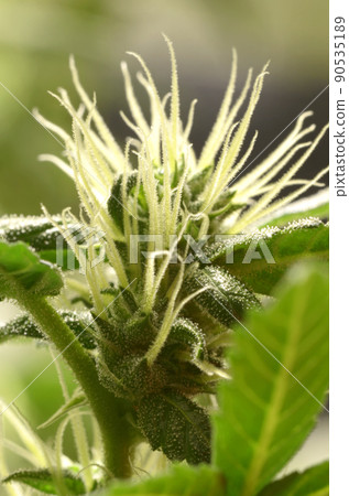 Medical cannabis bud blossoming, trichomes in the inflorescence of the plant visible Medical cannabis bud blossoming, trichomes in the inflorescence of the plant visible 90535189