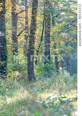 Autumn leaves forest cycling image (Oyama) 90535353