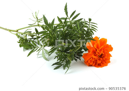 Marigold flower 90535376