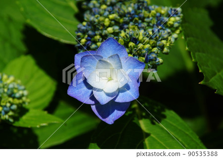 Hydrangea macrophylla 90535388