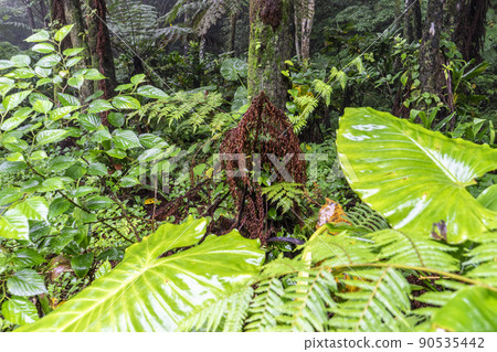 Amami / World Natural Heritage Island 90535442