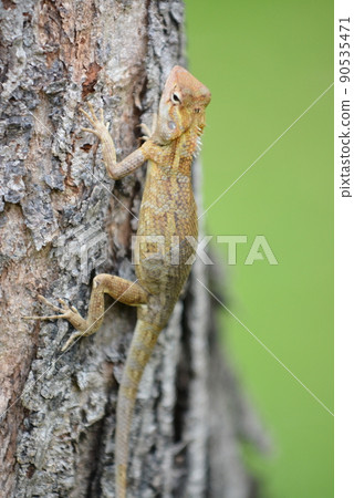 Sri Lanka Sri Lanka 90535471