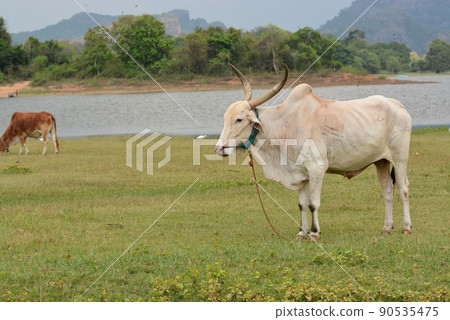 Sri Lanka Sri Lanka 90535475