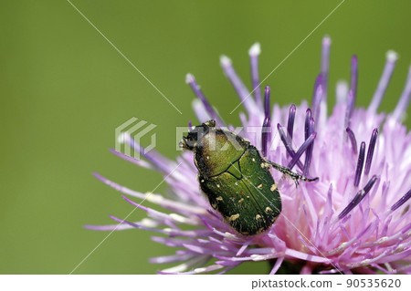 核心hanamuguri 90535620