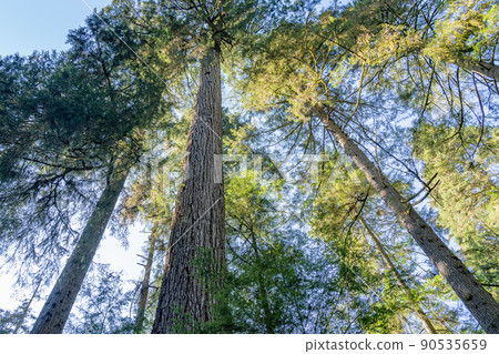 Grandpa Capilano. Capilano River Regional Park. North Vancouver, BC, Canada. 90535659