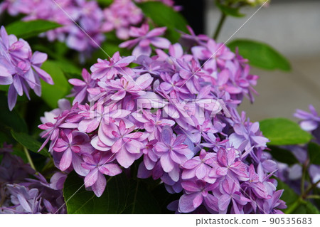 Hydrangea Hase's Prayer 繡球花 Hydrangea Hase's Prayer 繡球花 90535683