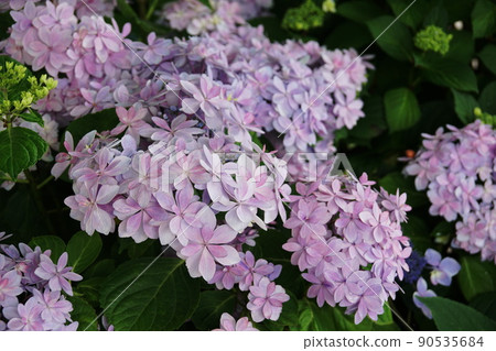 Hydrangea Hase's Prayer 繡球花 90535684