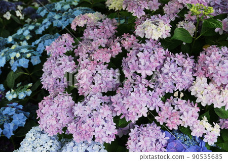 Hydrangea Hase's Prayer Hydrangea macrophylla Hydrangea Hase's Prayer Hydrangea macrophylla 90535685