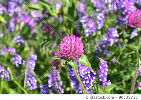 開花在河床上的紅三葉草和野豌豆 90535718