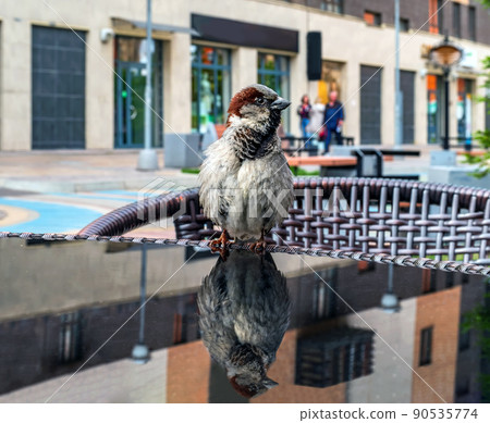 Sparrow male is sitting on a specular table in a street cafe. and looking at camera. Close-up. 90535774