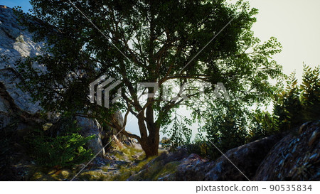 Single tree in the rocky mountains Single tree in the rocky mountains 90535834