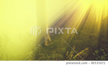 deep in the forest on a misty morning deep in the forest on a misty morning 90535872