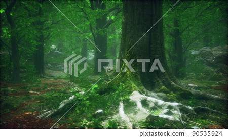 tree roots and sunshine in a green forest tree roots and sunshine in a green forest 90535924