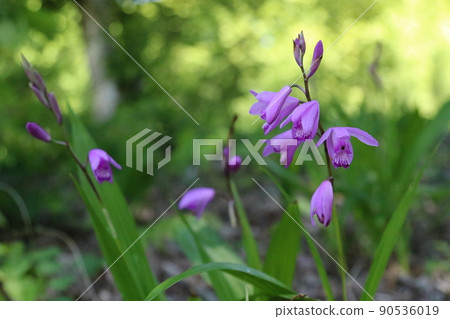 2021 Purple and green leaves of Satoyama's wild grass silane that colors the village of Aigo in Hatoyama Town, Saitama Prefecture, which was selected as the happiest town in Japan. 90536019