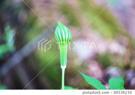 Hiroha Ten Nanshow 90536239