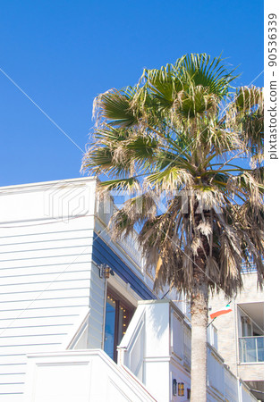 Palm trees shining in the blue sky 90536339