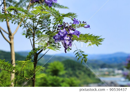 藍花楹節（宮崎縣） 90536437