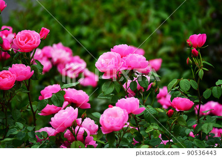 Roses in full bloom. Bowbells. Flower, rose image material. background. May Roses in full bloom. Bowbells. Flower, rose image material. background. May 90536443