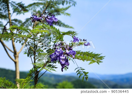 Jacaranda Festival (Miyazaki Prefecture) Jacaranda Festival (Miyazaki Prefecture) 90536445