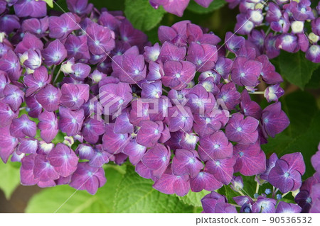 繡球花深紫色繡球花 繡球花深紫色繡球花 90536532