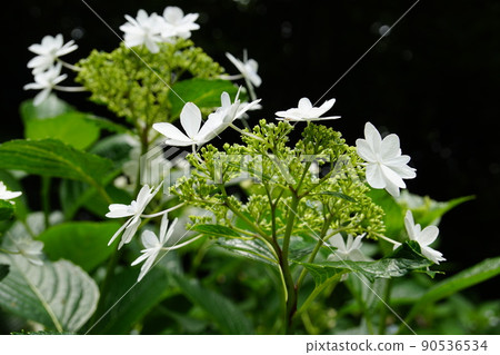 Hydrangea Hydrangea macrophylla Hydrangea Hydrangea macrophylla 90536534