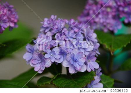 Hydrangea macrophylla Hydrangea macrophylla 90536535