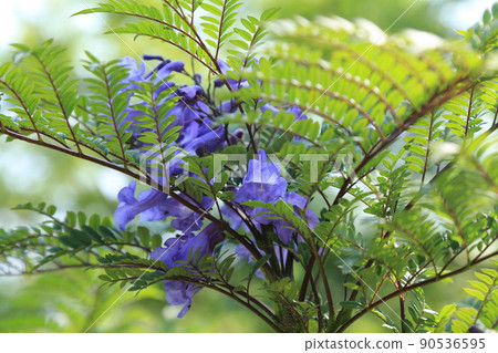 Jacaranda Festival (Miyazaki Prefecture) Jacaranda Festival (Miyazaki Prefecture) 90536595