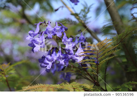 Jacaranda Festival (Miyazaki Prefecture) Jacaranda Festival (Miyazaki Prefecture) 90536596