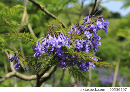 藍花楹節（宮崎縣） 90536597