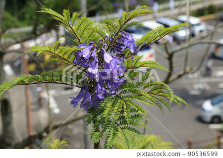 Jacaranda Festival (Miyazaki Prefecture) Jacaranda Festival (Miyazaki Prefecture) 90536599
